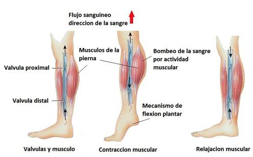 valvulas-venosas-monografias-com