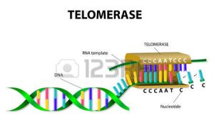 25471699-la-telomerasa-es-una-enzima-que-alarga-los-tel-meros-mediante-la-adici-n-en-la-repetici-n-de-secuenc