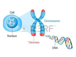 85360877-telomere-cromosoma-y-adn
